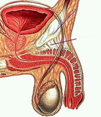 Anatomía do membro masculino